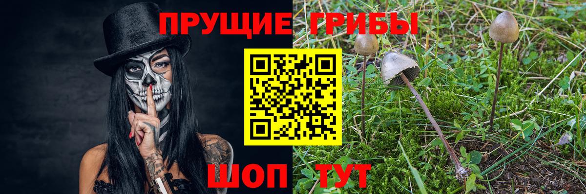 где купить наркоту  Вход с VPN  Сарапул  Псилоцибиновые грибы Psilocybe 